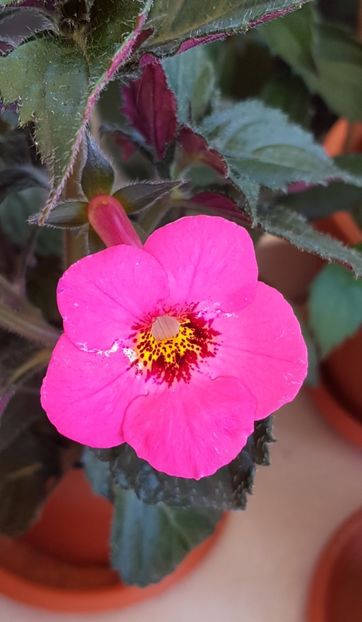 Summer Blitz - Achimenes 2021
