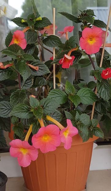  - Peach Cascade p