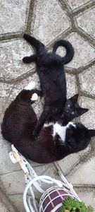 received_815728782709385 - pisicile mele