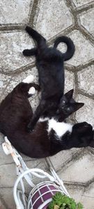 received_365613844920427 - pisicile mele