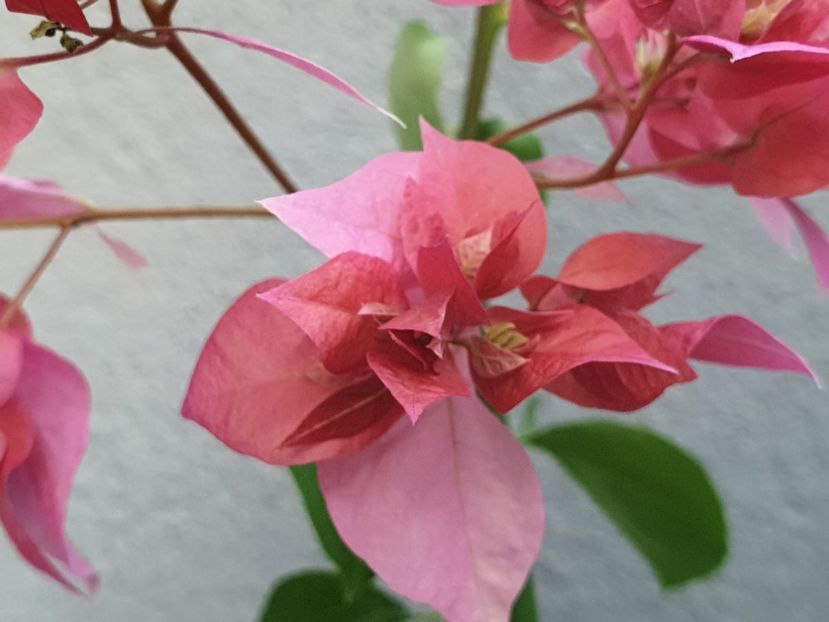  - Sanggul Fatimah Red