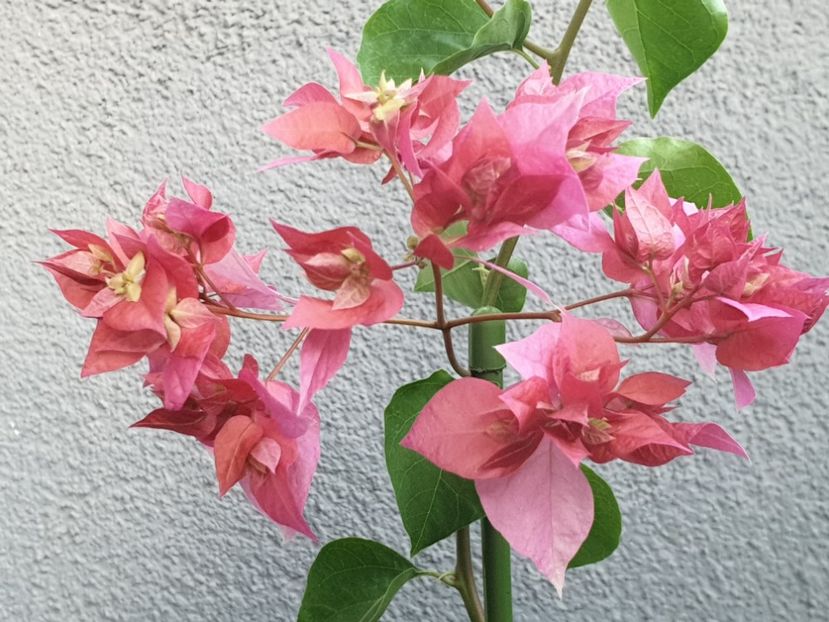  - Sanggul Fatimah Red