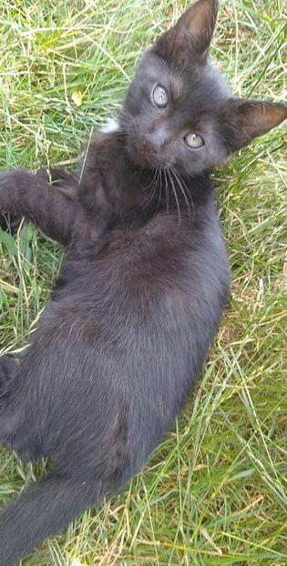 received_528460801827176 - pisicile mele