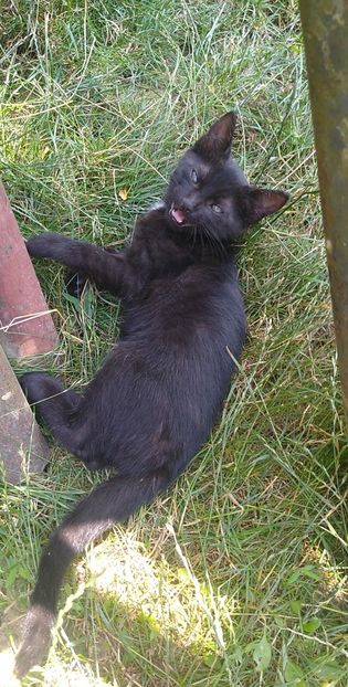 USER_SCOPED_TEMP_DATA_photo1626171709522_6820658505938052925 - pisicile mele