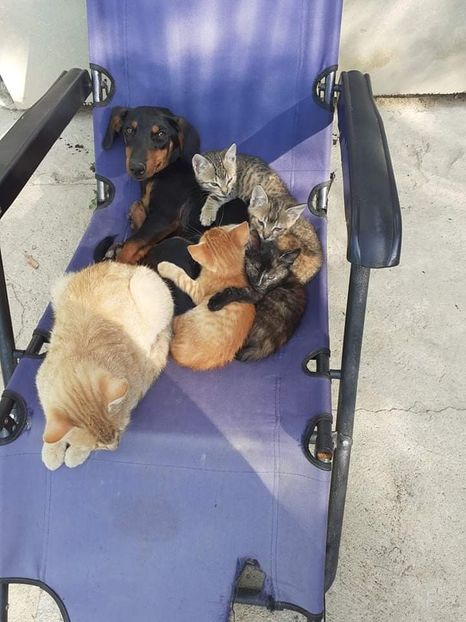 received_1172012946600180 - pisicile mele