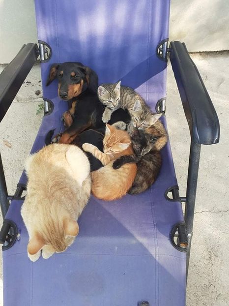 received_800322097333135 - pisicile mele