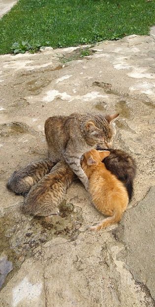 USER_SCOPED_TEMP_DATA_MSGR_PHOTO_FOR_UPLOAD_1625120966049_6816251368385707027 - pisicile mele