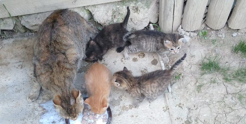 USER_SCOPED_TEMP_DATA_MSGR_PHOTO_FOR_UPLOAD_1622136591473_6803733994164851597 - pisicile mele