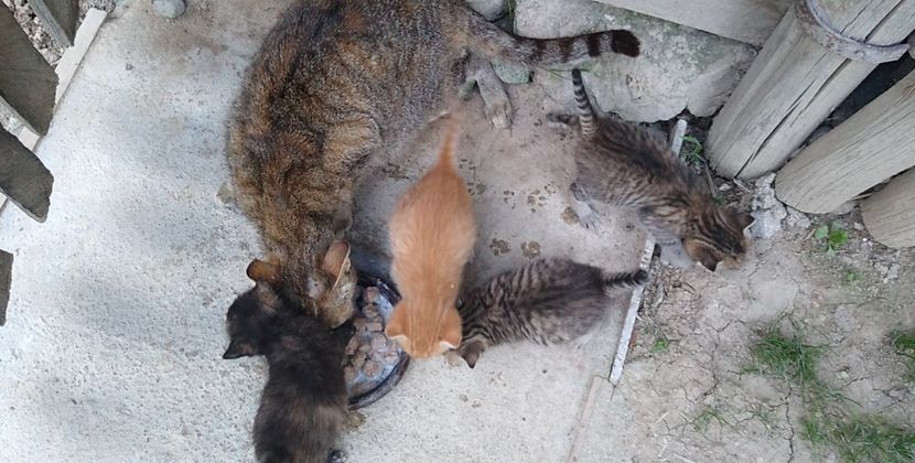 USER_SCOPED_TEMP_DATA_MSGR_PHOTO_FOR_UPLOAD_1622136510561_6803733654792940891 - pisicile mele