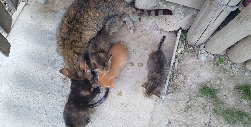 USER_SCOPED_TEMP_DATA_MSGR_PHOTO_FOR_UPLOAD_1622136504632_6803733629925879053 - pisicile mele