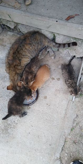 USER_SCOPED_TEMP_DATA_MSGR_PHOTO_FOR_UPLOAD_1622136499369_6803733607853539307 - pisicile mele