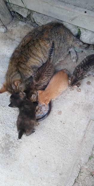 USER_SCOPED_TEMP_DATA_MSGR_PHOTO_FOR_UPLOAD_1622136495083_6803733589873004312 - pisicile mele