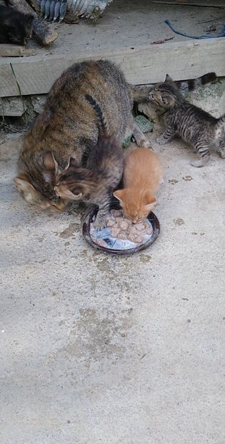 USER_SCOPED_TEMP_DATA_MSGR_PHOTO_FOR_UPLOAD_1622136482786_6803733538297392926 - pisicile mele