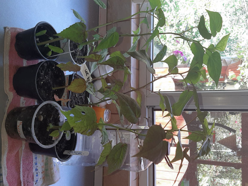  - De vânzare hibiscusi moscheteus din semințe