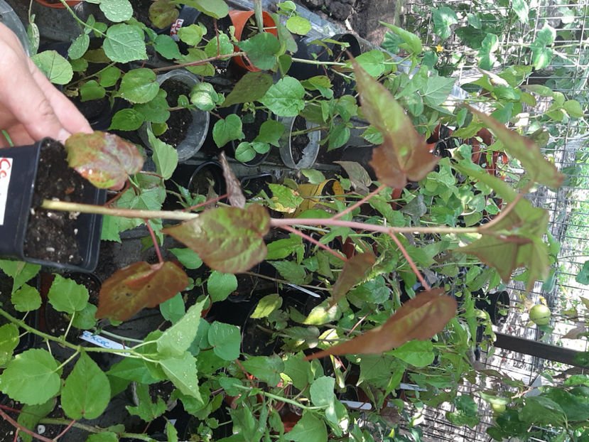  - De vânzare hibiscusi moscheteus din semințe