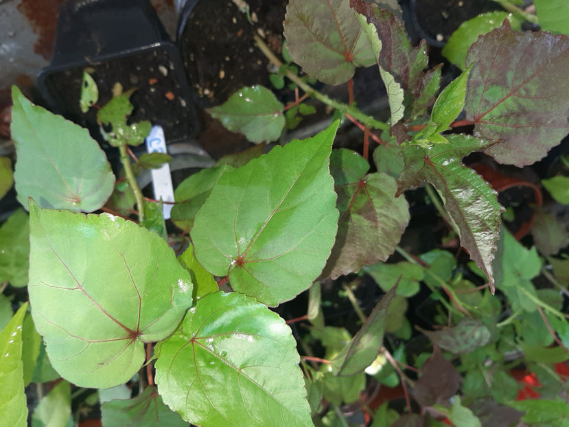  - De vânzare hibiscusi moscheteus din semințe