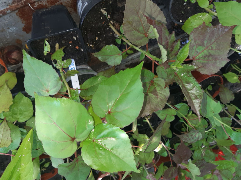  - De vânzare hibiscusi moscheteus din semințe