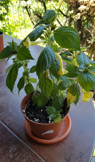  - Hymalaian Sunrise p