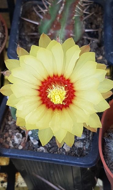 Astrophytum asterias - Astrophytum