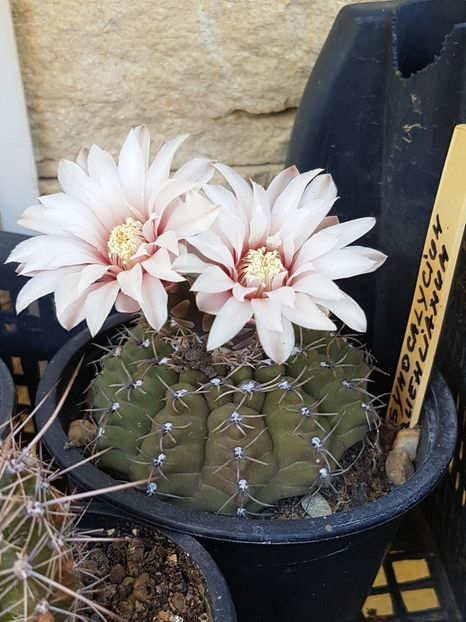  - Gymnocalycium