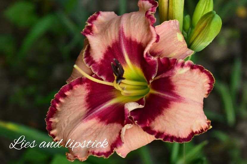 AddText_07-13-02.37.35 - Hemerocallis 2021