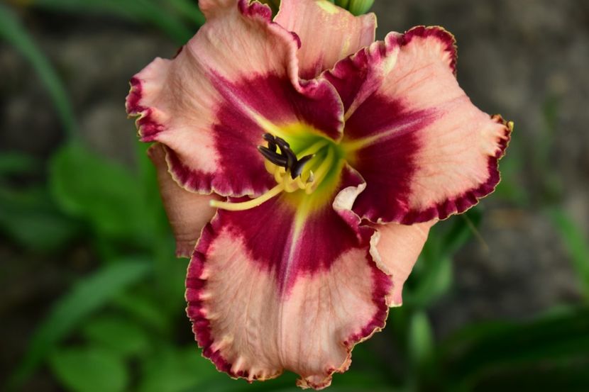  - Hemerocallis 2021