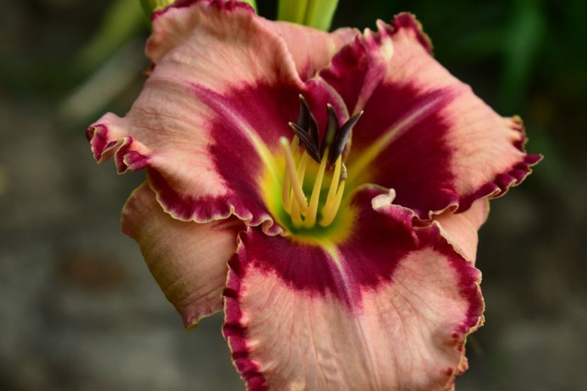  - Hemerocallis 2021