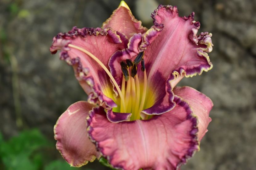  - Hemerocallis 2021