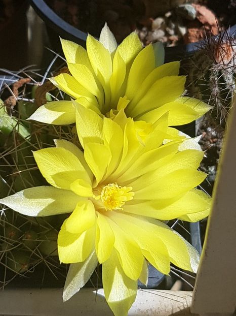 Mammillaria longimamma - Mammillaria