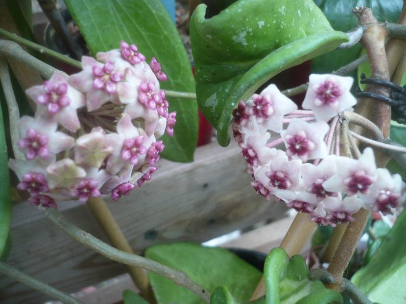 P1490564 - HOYA 2021-2