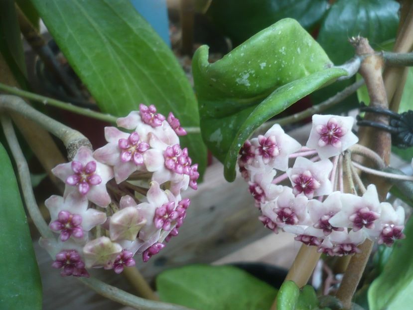 P1490566 - HOYA 2021-2