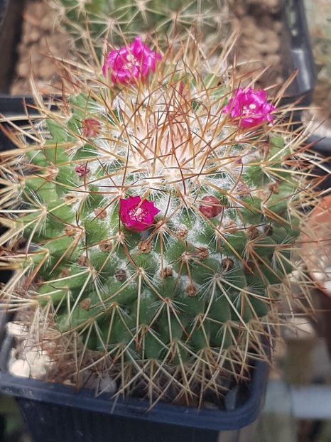  - Mammillaria