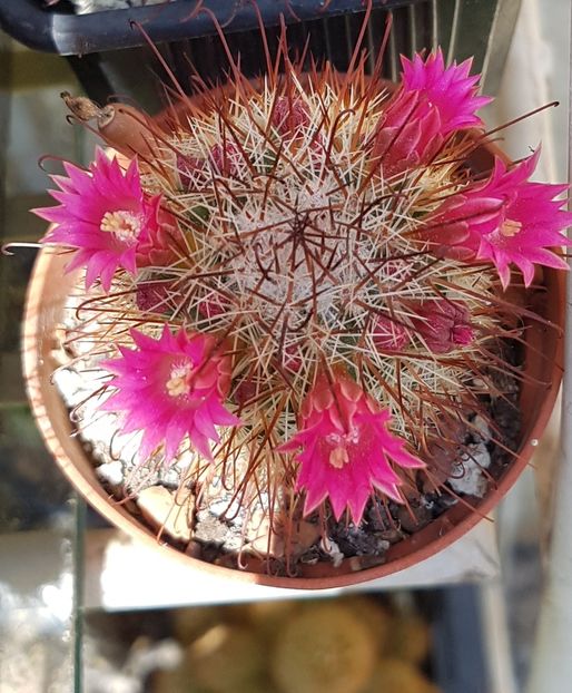  - Mammillaria