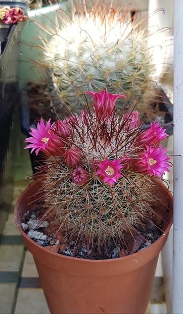  - Mammillaria