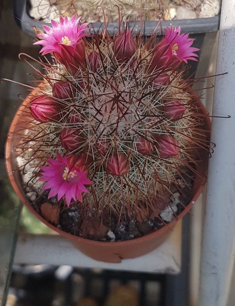  - Mammillaria