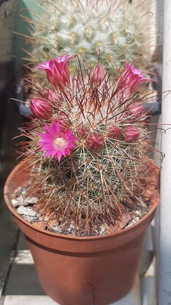  - Mammillaria