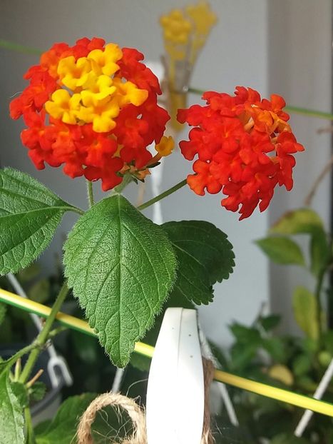 Lantana - Vara pe balcon