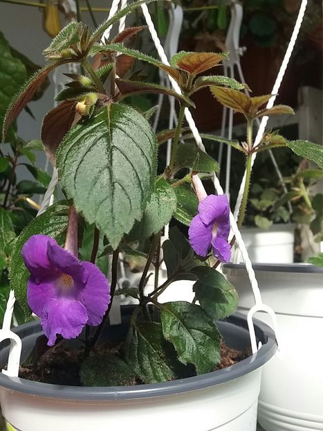 Purple King - Achimenes varietati - drumul florilor