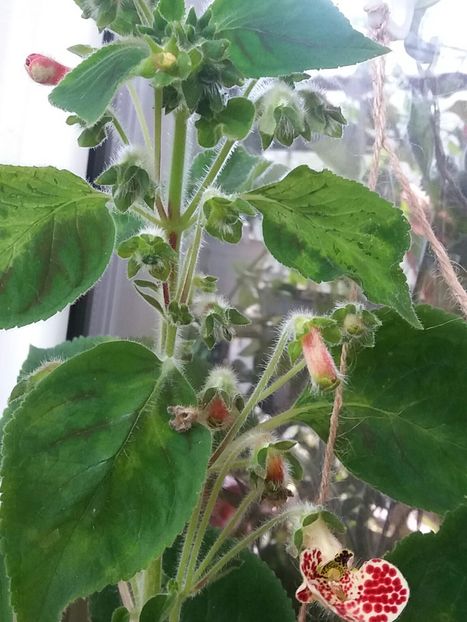 Ce îi lipseşte? - Întrebări