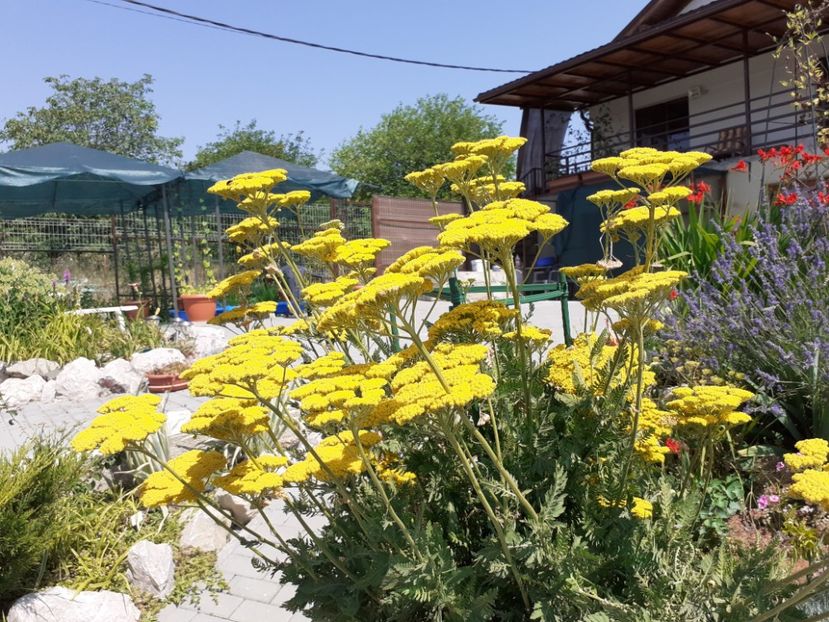  - Gradina 2021