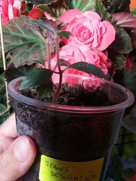 ❤ - Achimenes varietati - drumul florilor