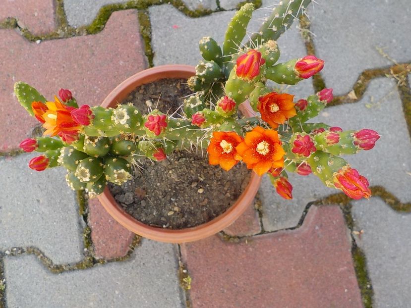  - opuntia quitensis 2021