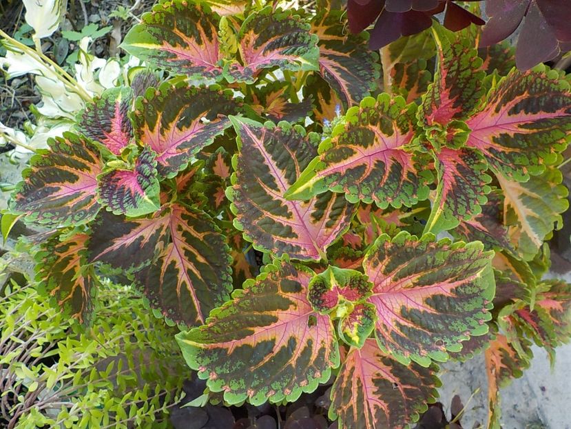  - coleus