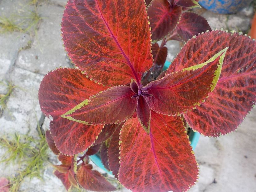  - coleus