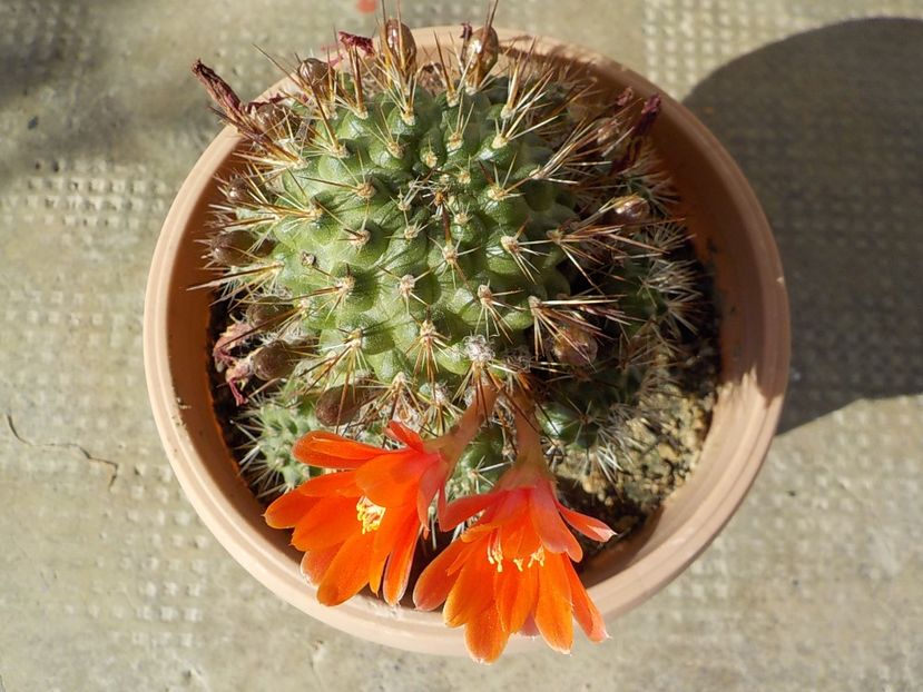  - rebutia sunris