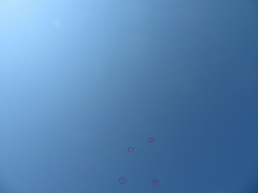 2 contra 2 - Ulii porumbari și șoimi - dușmanii porumbeilor