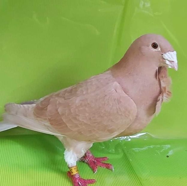  - NU IMI APARTIN ALBUM NR 2