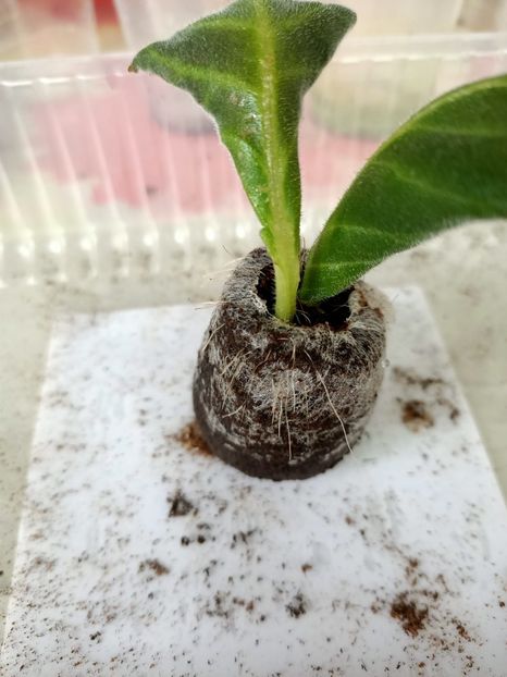 În bănuț de turbă - -Gloxinia din frunze