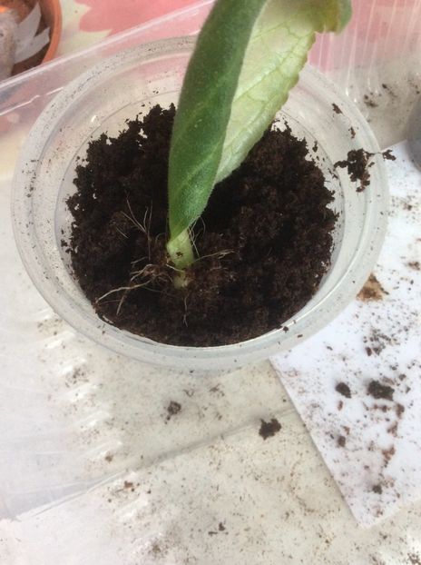 Se vede cartoful - -Gloxinia din frunze