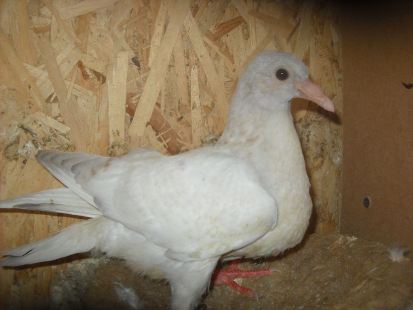  - UNDEVA IN SUCEAVA arhiva